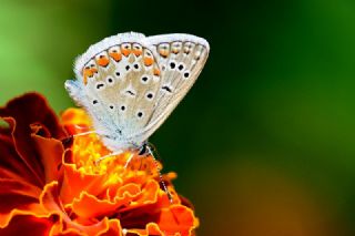 okgzl Mavi (Polyommatus icarus)
