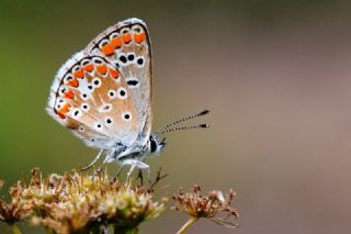 okgzl Esmer (Aricia agestis)