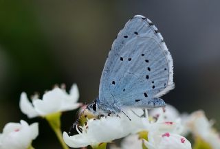 Kutsal Mavi (Celastrina argiolus)