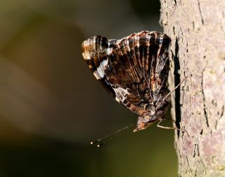 Atalanta (Vanessa atalanta)