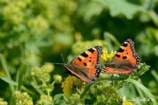 Aglais (Aglais urticae)
