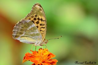 Cengaver (Argynnis paphia)