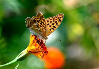 Cengaver (Argynnis paphia)