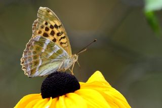 Cengaver (Argynnis paphia)