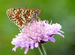 Kafkasyal parhan (Melitaea interrupta)