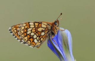 Amannisa (Melitaea athalia)