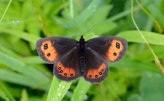 sko Gzelesmeri (Erebia aethiops)