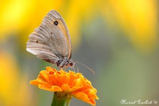 Kafkasyal parhan (Melitaea interrupta)