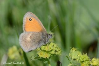 Kk Zpzp Perisi (Coenonympha pamphilus)