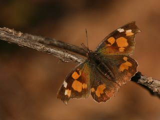 itlembik Kelebei (Libythea celtis)