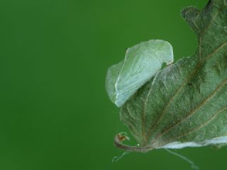 itlembik Kelebei (Libythea celtis)