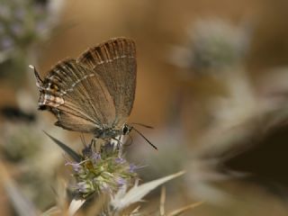 ranl Sevbeni (Satyrium marcidum)