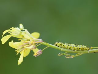 Da Oykls (Euchloe ausonia)