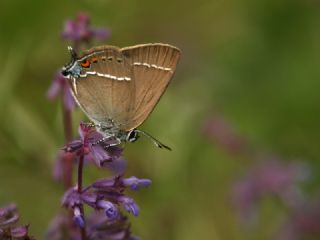 Gzel Sevbeni (Satyrium spini)