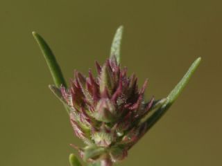 Himalaya Mavisi (Pseudophilotes vicrama)