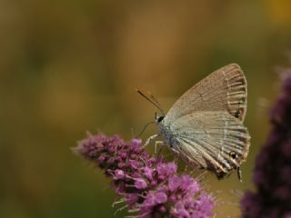 Sevbeni (Satyrium abdominalis)