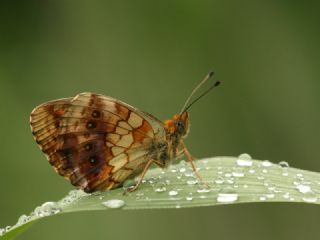 Brtlen Brentisi (Brenthis daphne)