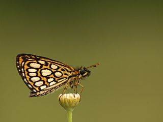 Beyaz Benekli Zpzp (Heteropterus morpheus)