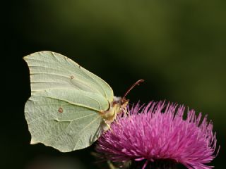 Orakkanat (Gonepteryx rhamni)