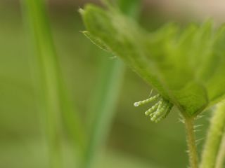 Isrgan Kelebei (Araschnia levana)