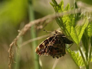 Isrgan Kelebei (Araschnia levana)