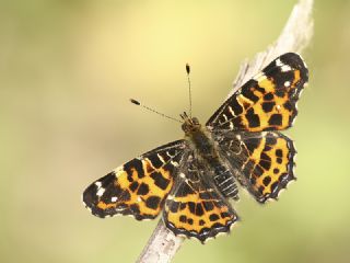 Isrgan Kelebei (Araschnia levana)