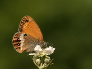Funda Zpzp Perisi (Coenonympha arcania)
