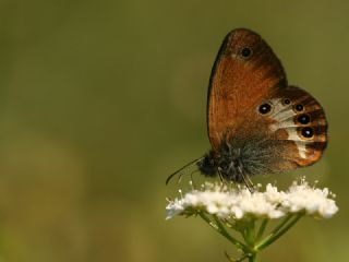 Funda Zpzp Perisi (Coenonympha arcania)