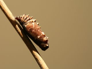 Benekli Byk parhan (Melitaea phoebe)