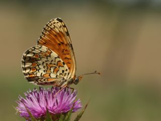 Benekli Byk parhan (Melitaea phoebe)