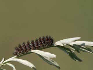 Benekli Byk parhan (Melitaea phoebe)