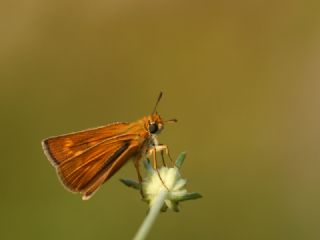 Sar Lekeli Zpzp (Thymelicus acteon)