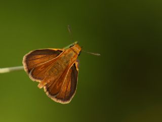 Sar Lekeli Zpzp (Thymelicus acteon)