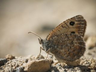 Da Yalanccads (Pseudochazara beroe)