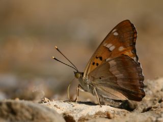 Trakya mparatoru (Apatura metis)