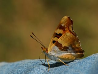 Anadolu ehzadesi (Thaleropis ionia)