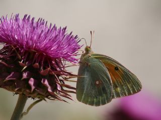 Anadolu Azameti (Colias aurorina)