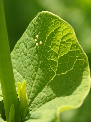 Gney Fistosu (Zerynthia polyxena)