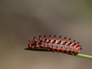 Gney Fistosu (Zerynthia polyxena)