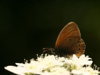 Rus Zpzp Perisi (Coenonympha leander)