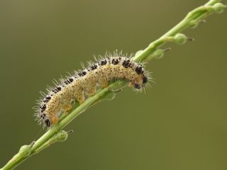 Byk Beyazmelek  (Pieris brassicae)