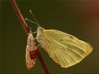 Byk Beyazmelek  (Pieris brassicae)