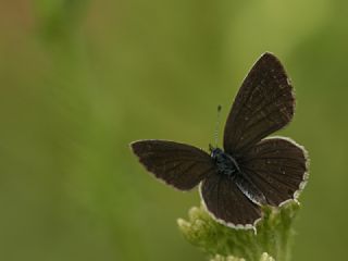 Balkan Everesi (Cupido decoloratus)