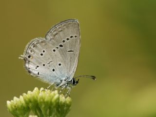 Balkan Everesi (Cupido decoloratus)