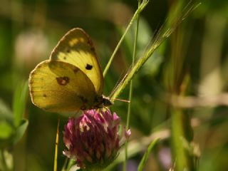 Gzel Azamet (Colias alfacariensis)