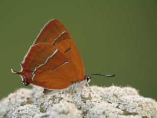 Hu Gzeli (Thecla betulae)