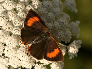 Byk Beyazmelek  (Pieris brassicae)