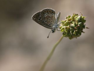 Acem okgzls (Polyommatus alcedo)