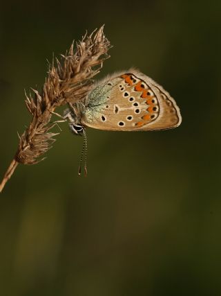 okgzl Geranium Mavisi (Aricia eumedon)