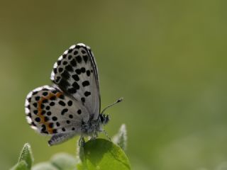 Kara Mavi (Scolitantides orion)